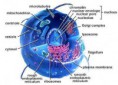 /album/biologia-celular/celula-eucarionte-jpg/